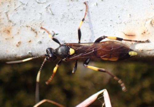 Ichneumon stramentor